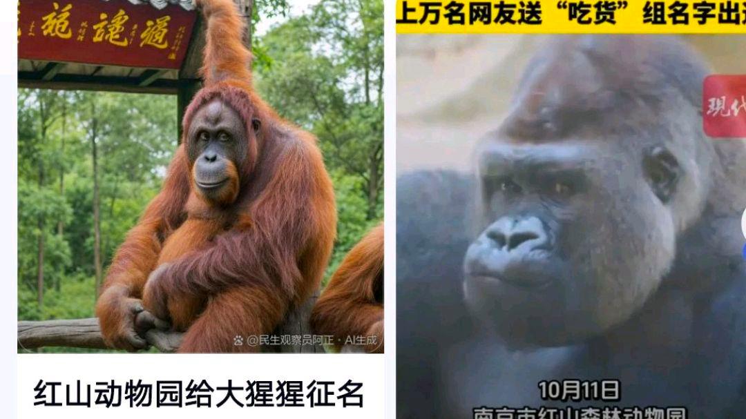 红山动物园大猩猩征名投票翻车?网友:吃货的胜利