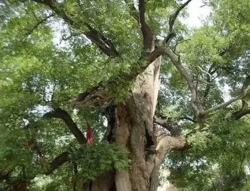 修水泥路竟绕开一棵老树?树根拱得路面起伏?村民说:它比我爷年纪还大
