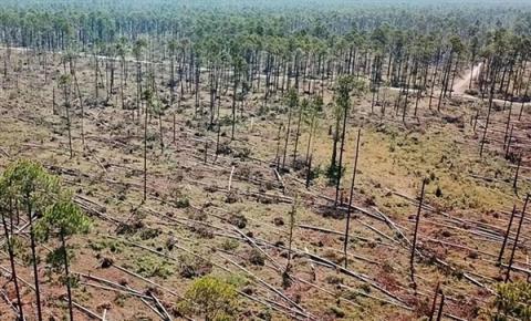 亚马逊雨林树木正不受控地长高 这可不是什么好事(图4)