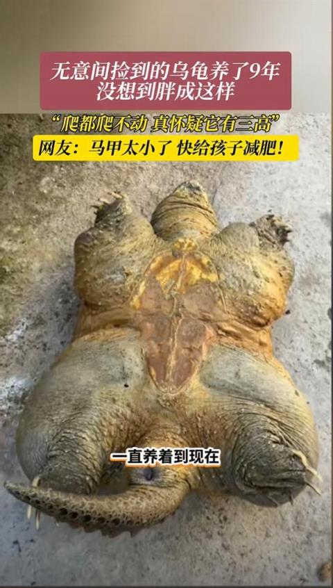 男子捡来的乌龟养了9年：胖到爬不动(图2)