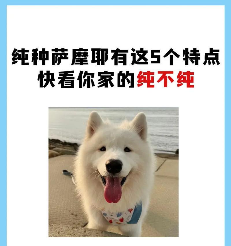 如何鉴别萨摩是否为纯种？以外观
