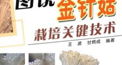 金针菇种植全过程详解？从选种到收获