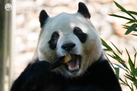 吃肉不香吗！大熊猫有食肉肠胃 为什么只爱啃竹子