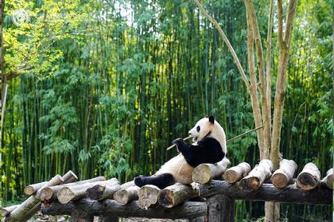 吃肉不香吗！大熊猫有食肉肠胃 为什么只爱啃竹子(图3)