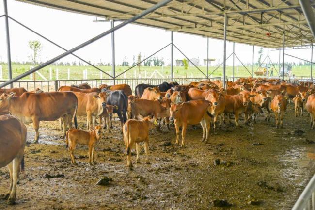 牛肉产业要变天了吗 产业链透视