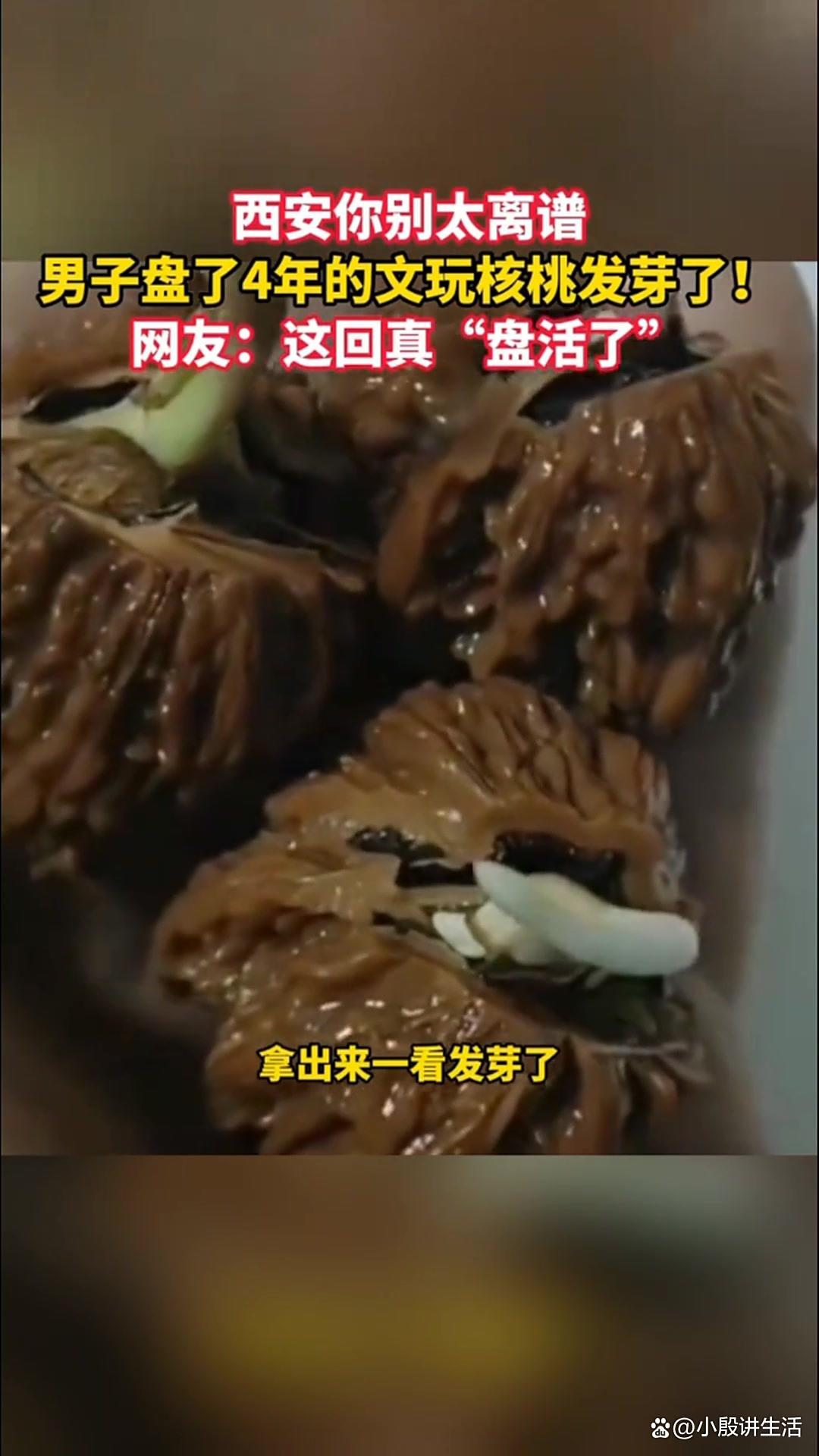 西安阴雨天气:市民盘了四年的核桃发芽?潮湿气候容易滋生青苔!