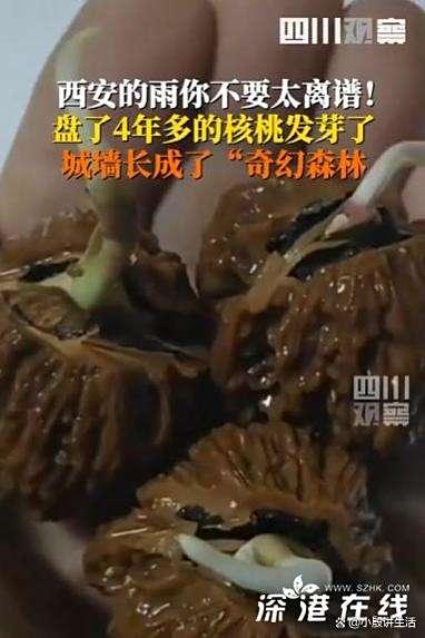 西安阴雨天气:市民盘了四年的核桃发芽?潮湿气候容易滋生青苔!
