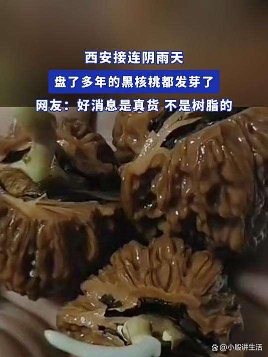 西安阴雨天气:市民盘了四年的核桃发芽?潮湿气候容易滋生青苔!