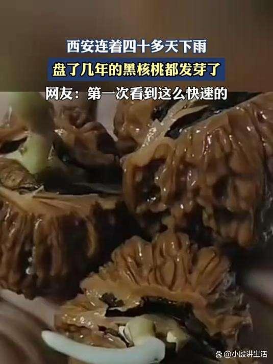 西安阴雨天气:市民盘了四年的核桃发芽?潮湿气候容易滋生青苔!