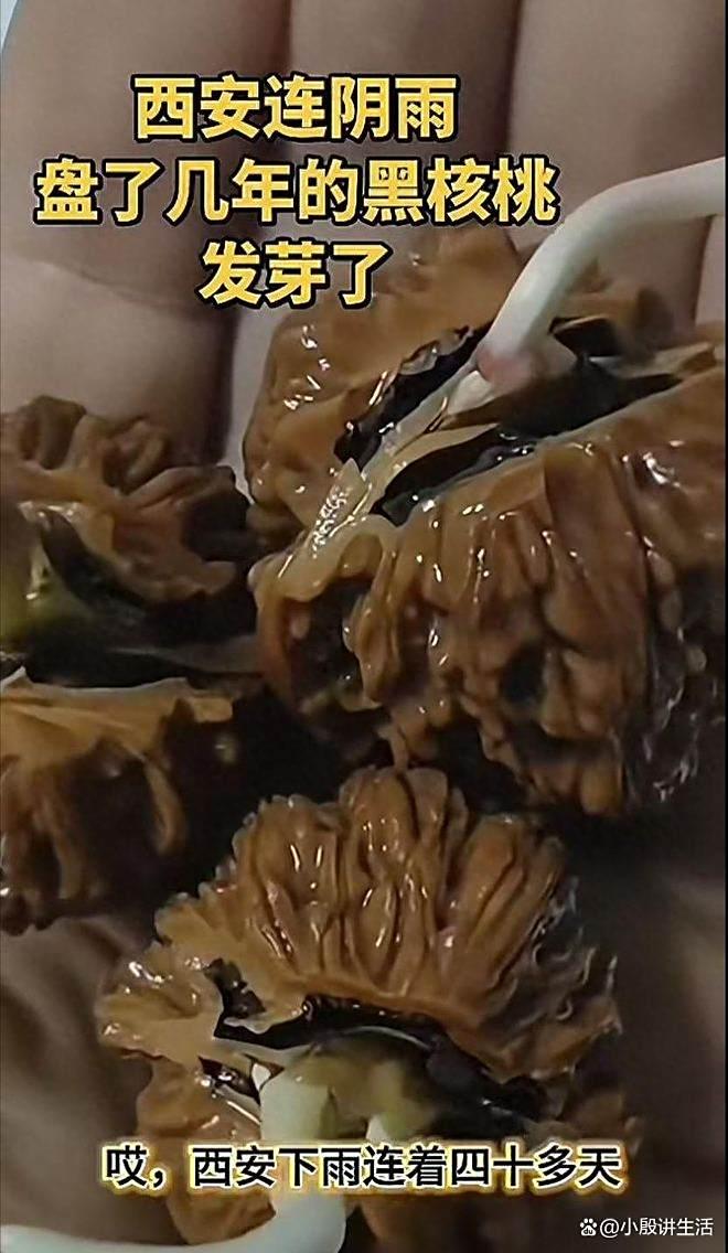 西安阴雨天气:市民盘了四年的核桃发芽?潮湿气候容易滋生青苔!