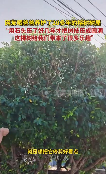 二十年榕树情：网友晒父亲打造的梦幻树屋引千万围观