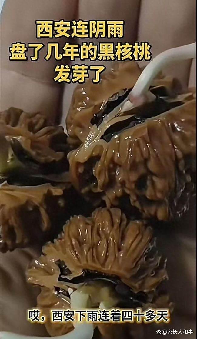 西安40天降雨破纪录!市民:我盘了4年的核桃竟然发芽了
