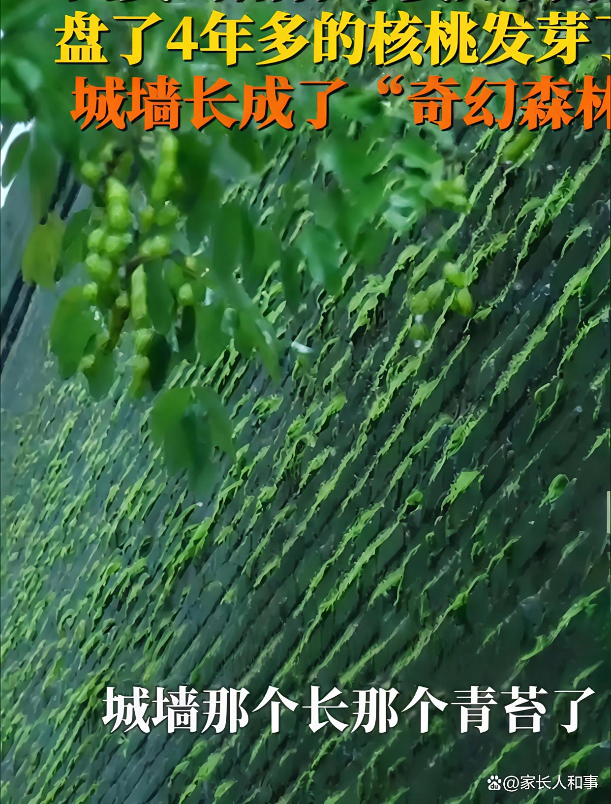 西安40天降雨破纪录!市民:我盘了4年的核桃竟然发芽了