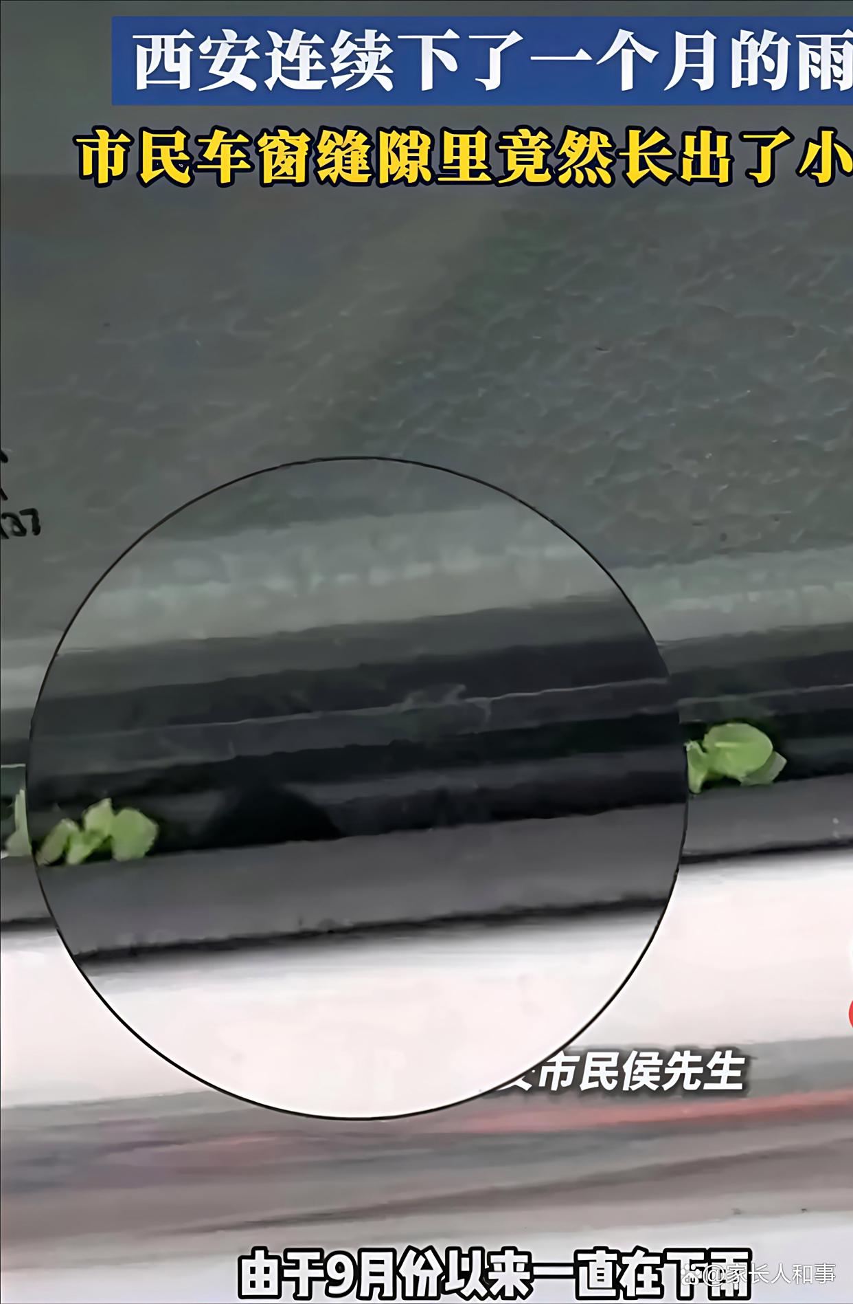 西安40天降雨破纪录!市民:我盘了4年的核桃竟然发芽了