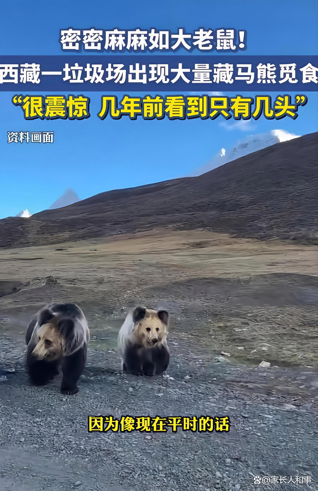 30头藏马熊的垃圾场“自助餐”:当高原霸主沦为人类残羹的拾荒者
