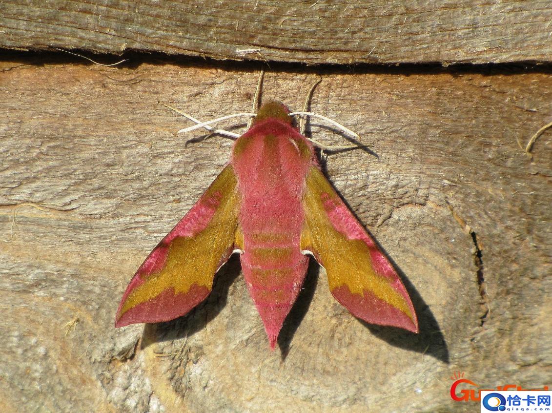 象鹰蛾幼虫有毒吗？象鹰蛾百科