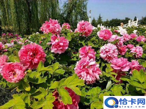洛阳牡丹花最佳观赏时间(洛阳牡丹花会)