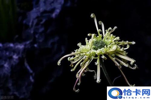 怀念逝去亲人寄语简短(怀念逝去的母亲寄语)