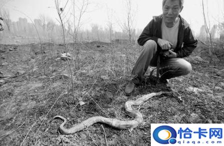 沈阳大蛇事件是真的吗？沈阳：废弃厂区惊现1.7米长蛇 是放生的还是遗弃的？
