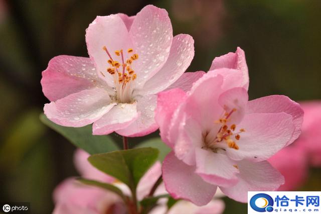 大鱼海棠椿和湫什么关系？你真的理解大鱼海棠里的