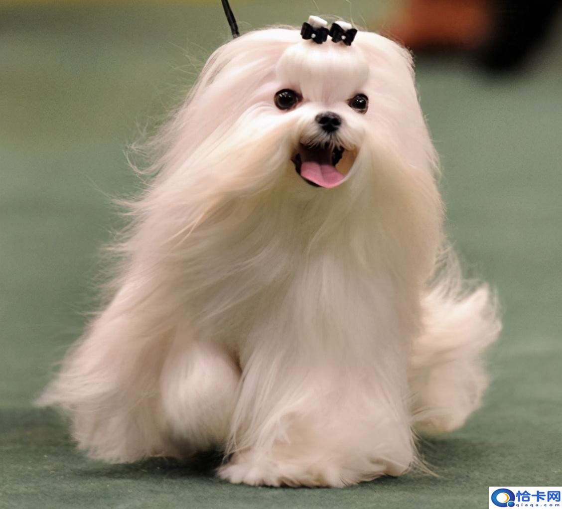 马尔济斯犬的优缺点(马尔济斯犬太难养了)