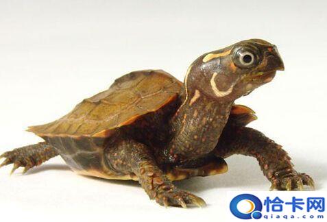 枫叶龟饲养环境_枫叶龟饲养温度