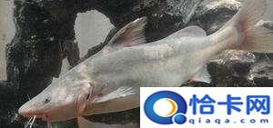 乌江鱼是不是鲶鱼(鲶鱼和乌江鱼太像了)