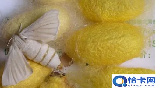 为什么有的蚕丝是黄的,为什么有些蚕茧是黄色的