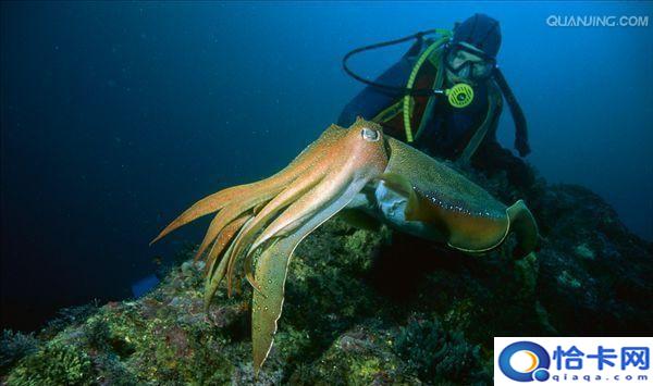 海洋中的海中霸王是什么,海中霸王是什么动物