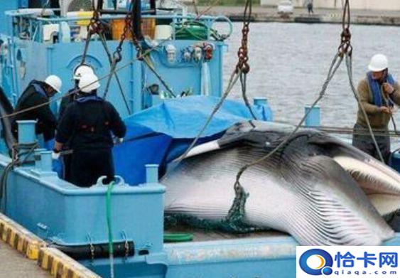鲸鱼是鱼日本人是人,鲸鱼是鱼类吗?为什么