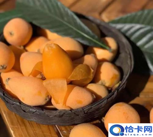 枇杷放一放会变甜,自己摘的枇杷叶能喝吗