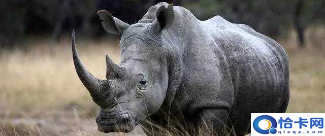 犀牛有几个角，问：犀牛有几只角？
