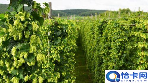 啤酒花种植的气候条件(啤酒花种植基地)