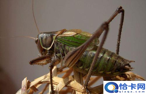 蝈蝈和蟋蟀是一样的吗，蛐蛐、蝈蝈和蟋蟀是同一种昆虫吗？