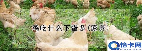 鸡吃什么下蛋多,鸡吃什么下蛋多(家养)