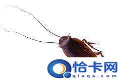 开灯能防止蟑螂爬床,开灯睡觉可以防蟑螂吗