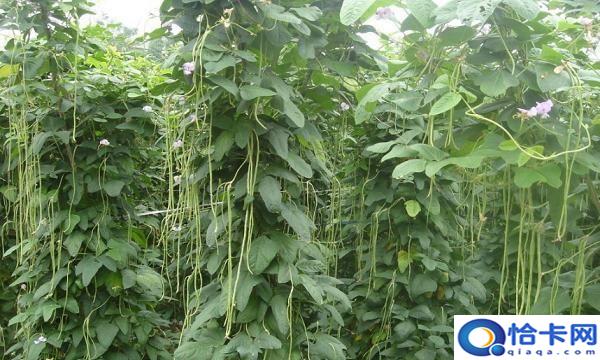 豆角出现锈斑是怎么回事,豆角放冰箱长了长锈斑怎么办呢