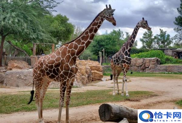 长颈鹿的特点外貌描写,长颈鹿的特点外貌描写看图写话