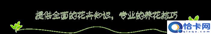 农村养蜈蚣？农村一种铺地蜈蚣