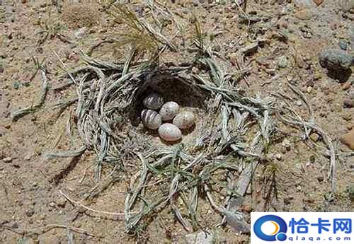 覆巢之下安有完卵文言文翻译及注释？覆巢之下安有完卵