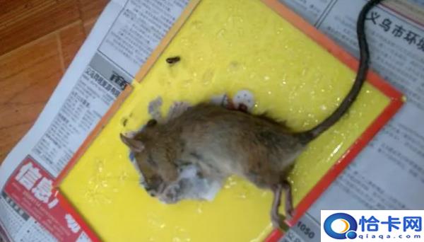 被老鼠贴粘住用什么洗,粘老鼠的胶用什么可以去除地板