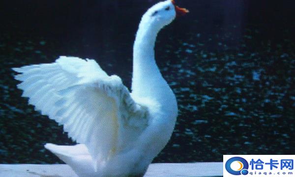 鸡鹂鹅都属于什么类,鹅鸡鹂都有鸟部带有这个偏旁的字大都与什么有关