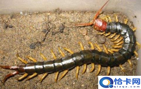 花盆里的蜈蚣会爬到家里,花盆里的蜈蚣会爬到家里来吗