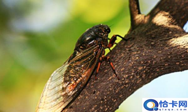 蝉的介绍,《昆虫记》中蝉洞的特点是什么?