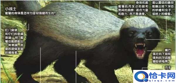 人称平头哥的动物是什么,被称为世界上最无所畏惧的动物人称平头哥的是