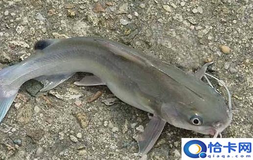 吃鲶鱼能解除人体疲乏 鲶鱼家常的做法大全