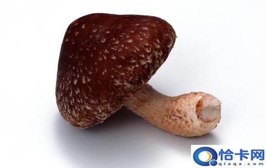 素有植物皇后之誉的香菇 香菇营养价值及做法