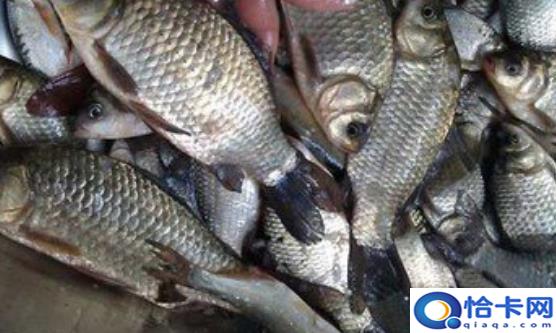 鲫鱼能利水消肿益气健脾 鲫鱼虽好却不是所有人都可以吃