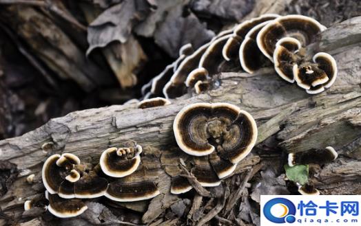 春季养阳 多吃灵芝药膳帮你轻松降压