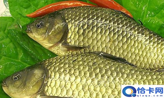 常吃鲫鱼能健身使人延年益寿 四类人不宜食用鲫鱼